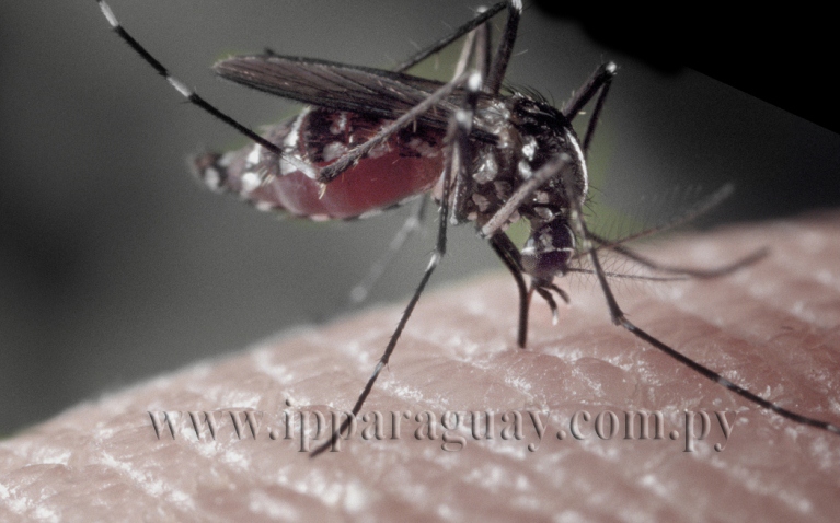 Mosquito del dengue