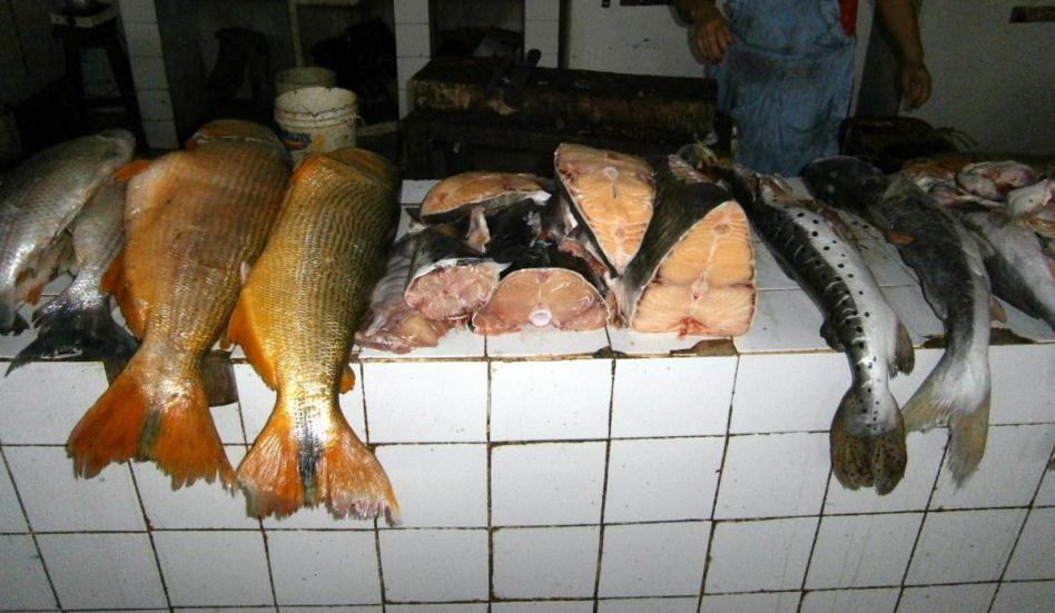 pesca3