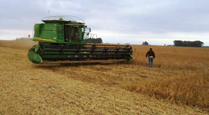 agro granos _agricultura