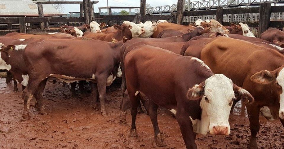 vacas mag
