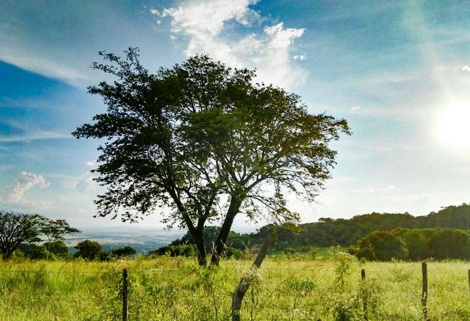 sol- campo- clima- pronostico