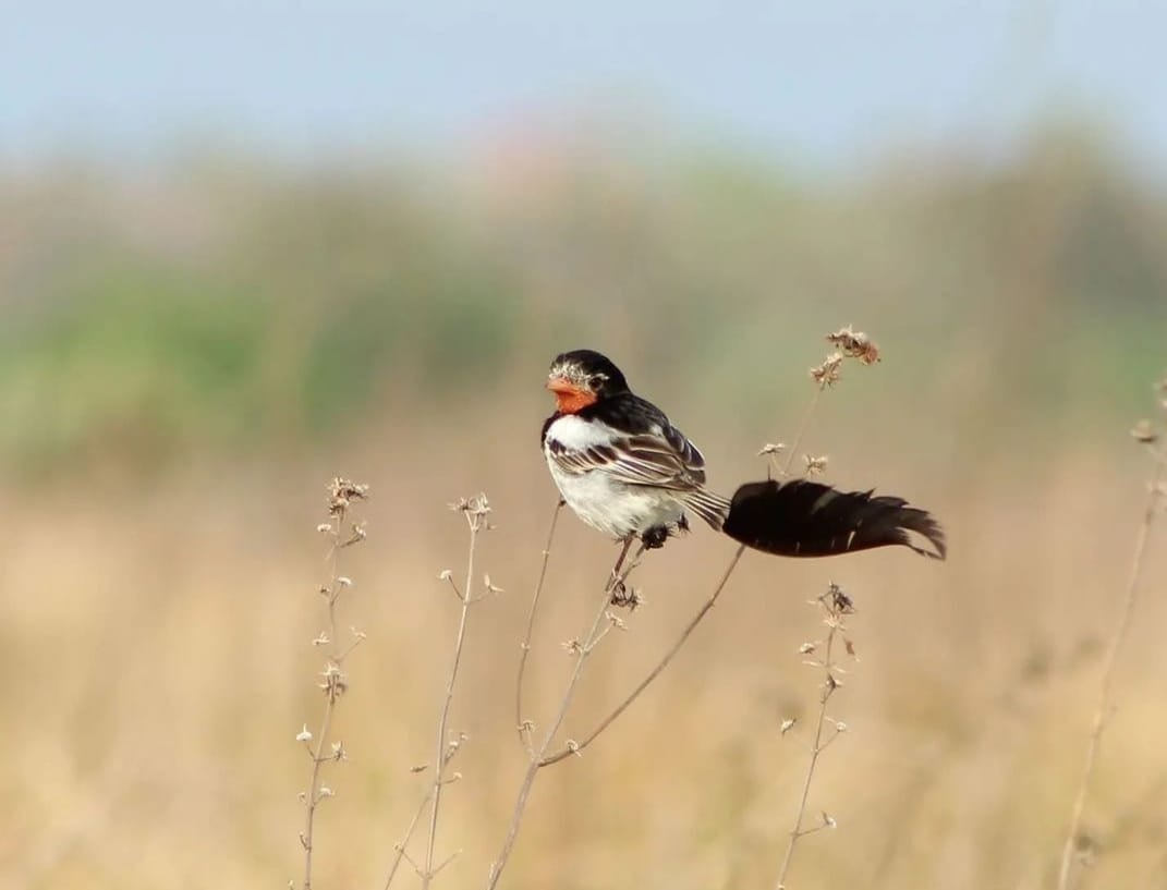 mopc – aves – transchaco