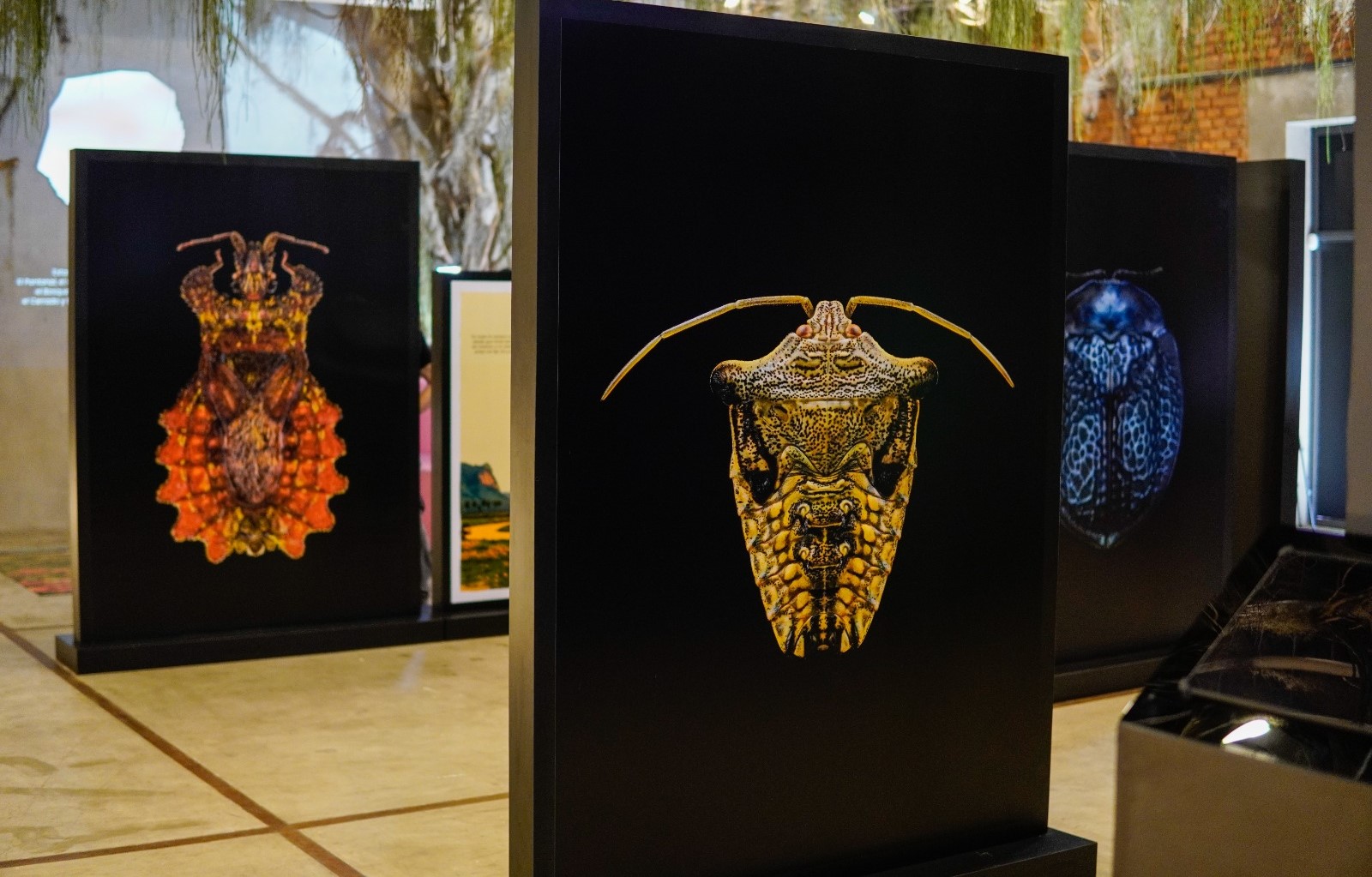 exhibicion de insectos en el muci