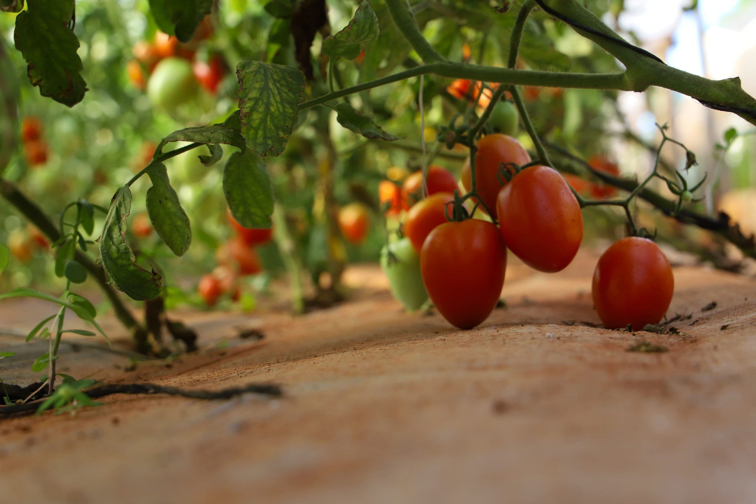 planta-tomate-mag