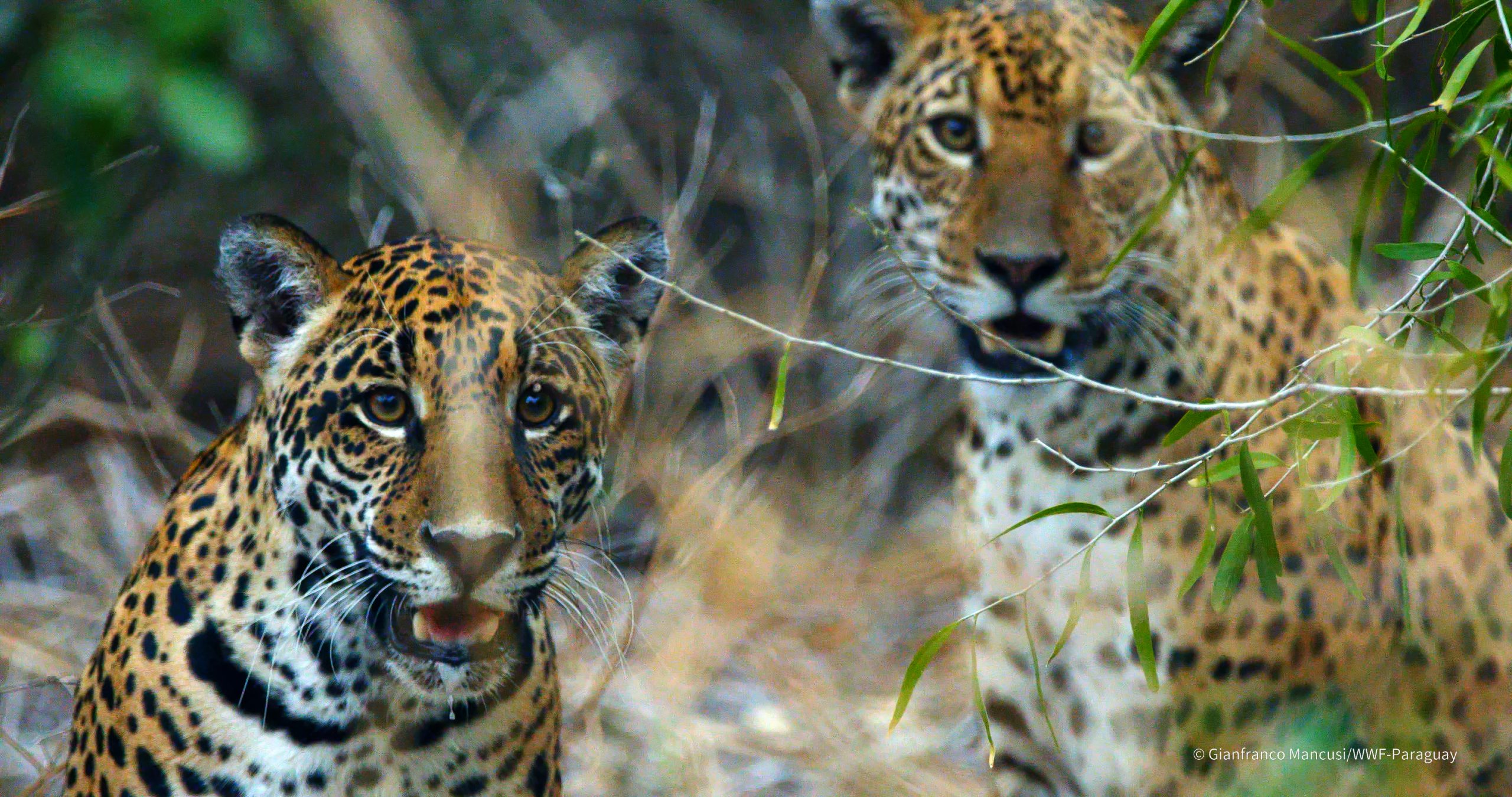 El Mades y WWF Paraguay lanzan campaña para visibilizar áreas protegidas