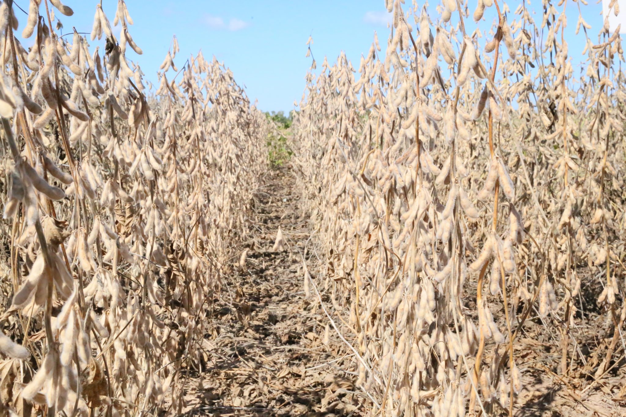 Productores se adaptan a las condiciones del Chaco para lograr exitoso desarrollo de la soja