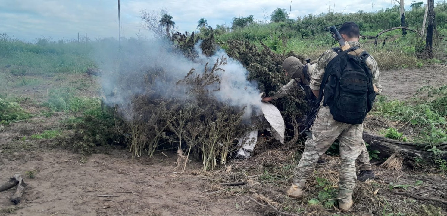 Pérdida de unos USD 30 millones al narcotráfico, con eliminación de 200 toneladas de marihuana en Canindeyú