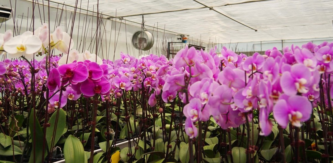 archivo mag de flores de orquideas