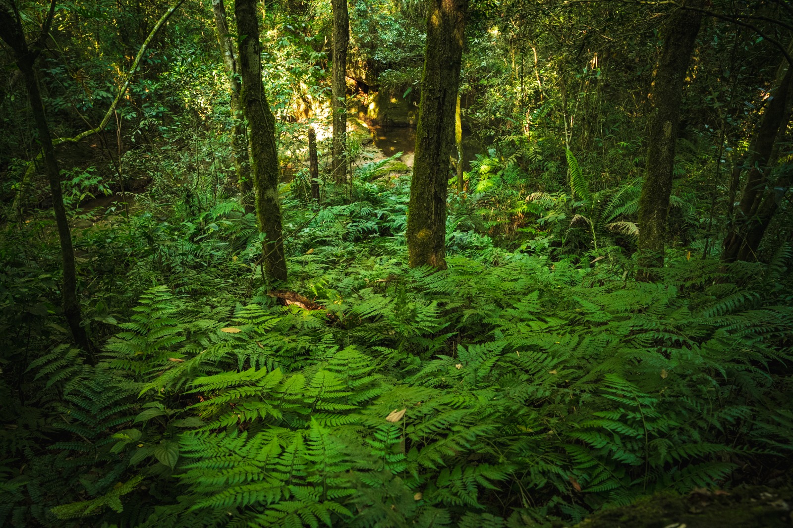 Paraguay tiene 44.4% de bosques nativos, más de 250 especies de árboles identificados y carbono almacenado