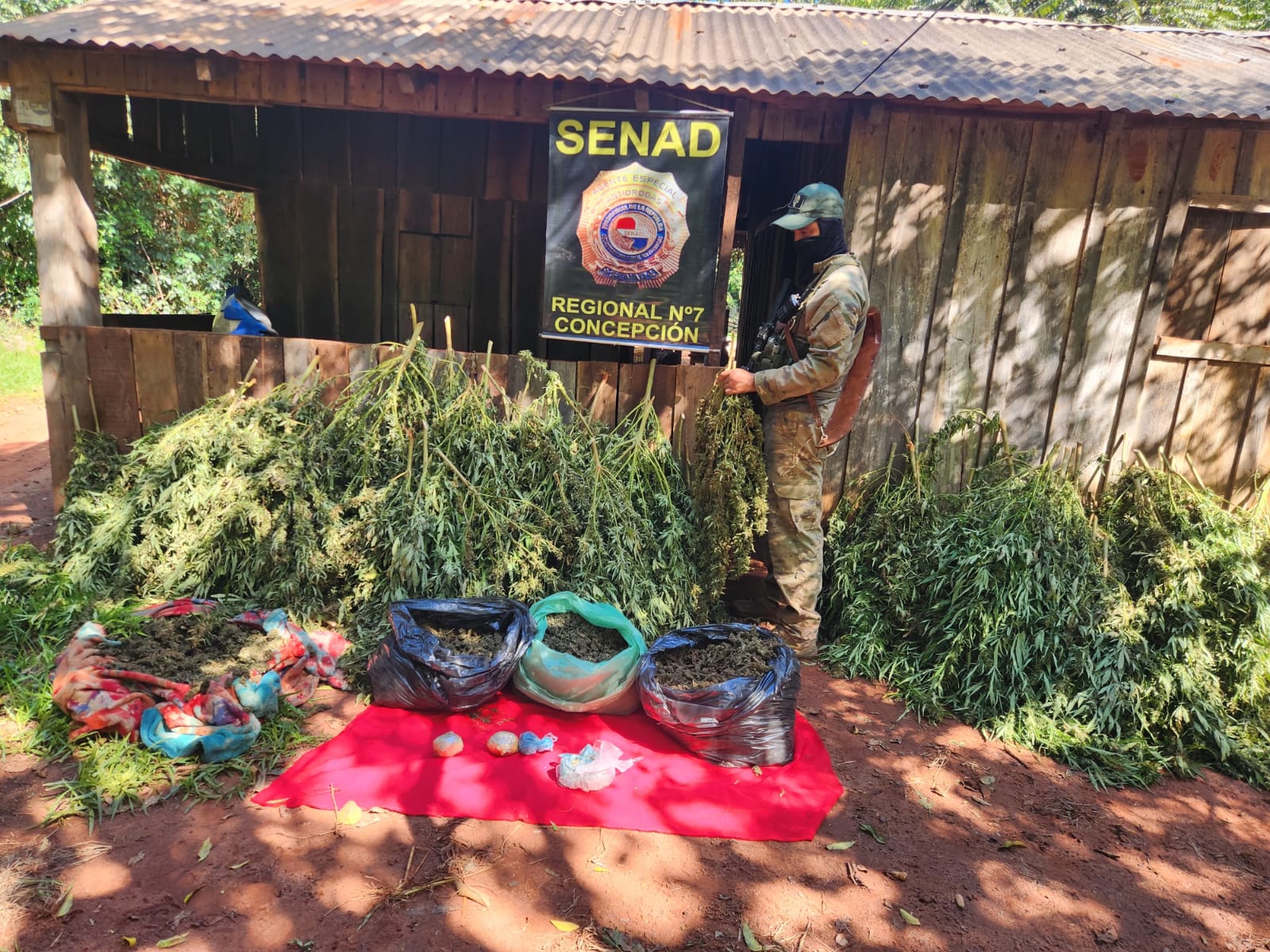 Desmantelan laboratorio de marihuana “Skunk” con infraestructura de cultivo intensivo en San Pedro