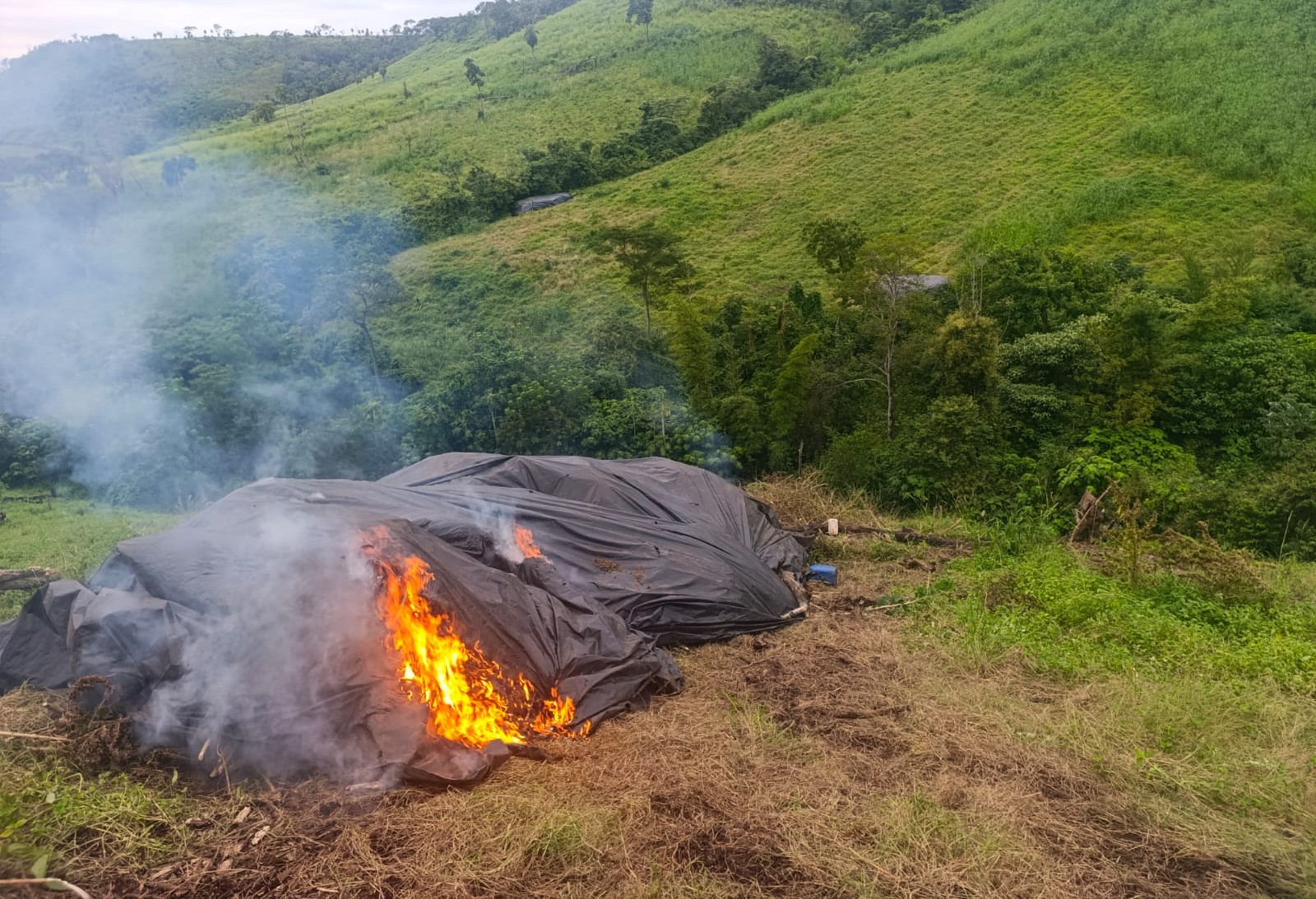 Reinicio “Nueva Alianza 55”: eliminan 42 campamentos y 125 toneladas de marihuana en Amambay