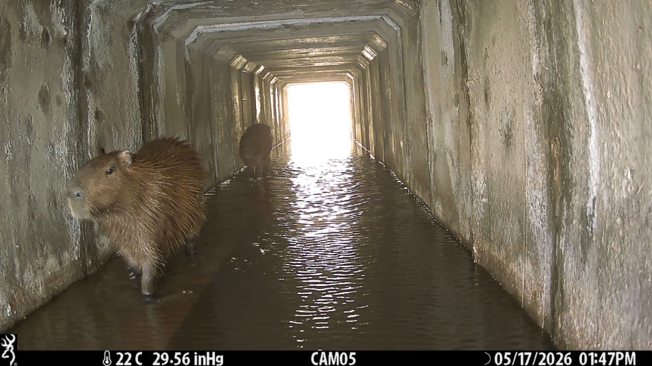 paso-fauna-corredor-bioceanico