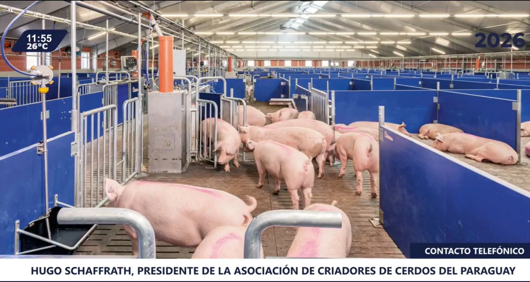 criadero cerdos